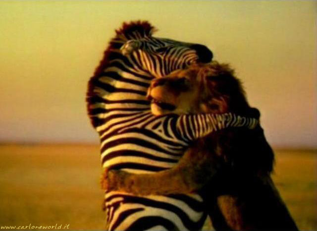 amicizia-leone-zebra.jpg