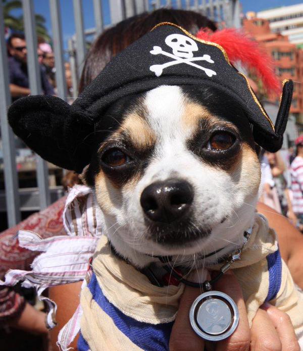 Costume Cane Pirata