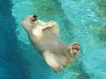 orso in piscina