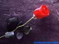 San Valentino bellissime immagini: rosa rossa